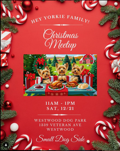 Yorkie Christmas Meet Up!